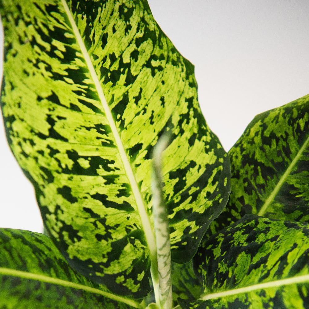 Thompson and Morgan Dieffenbachia Maculata Reflector Plant Pot 17cm 2 Pack Image 3
