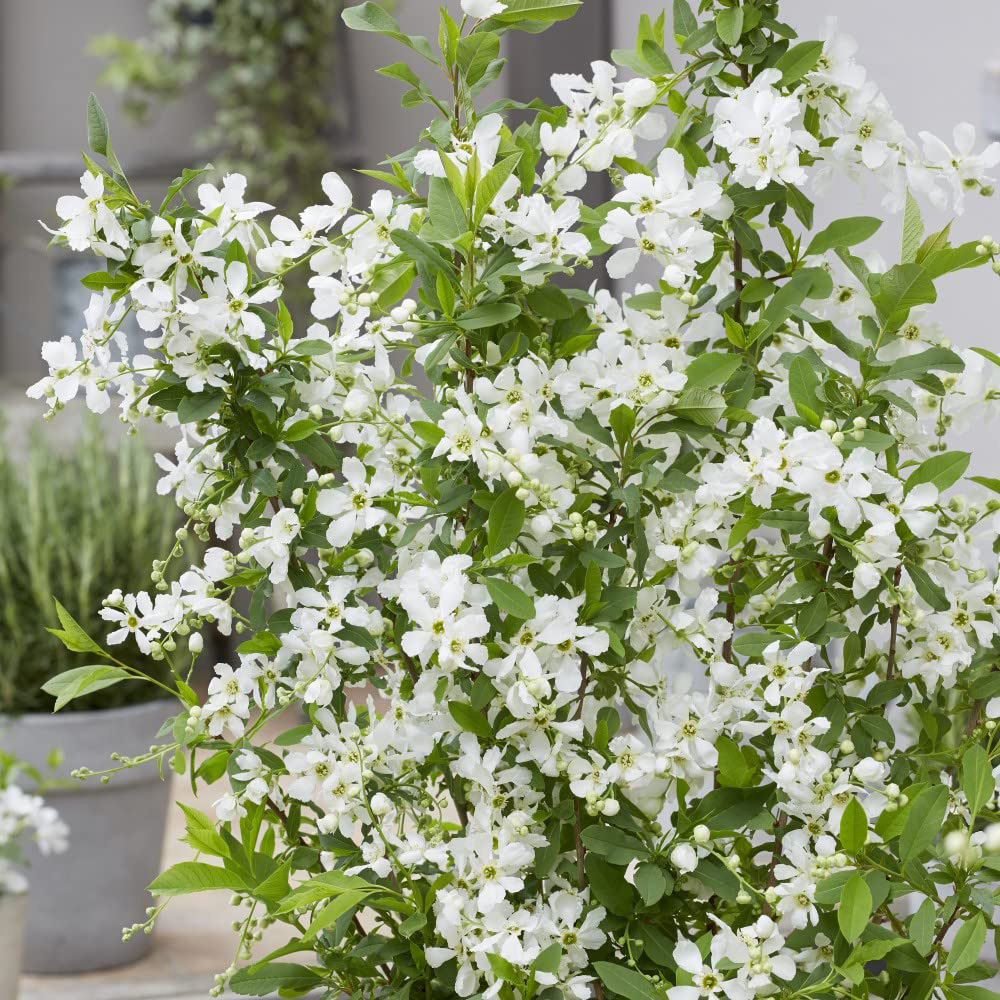 Thompson and Morgan Exophora Blushing Pearl Potted Plant 9cm 3 Pack Image 6