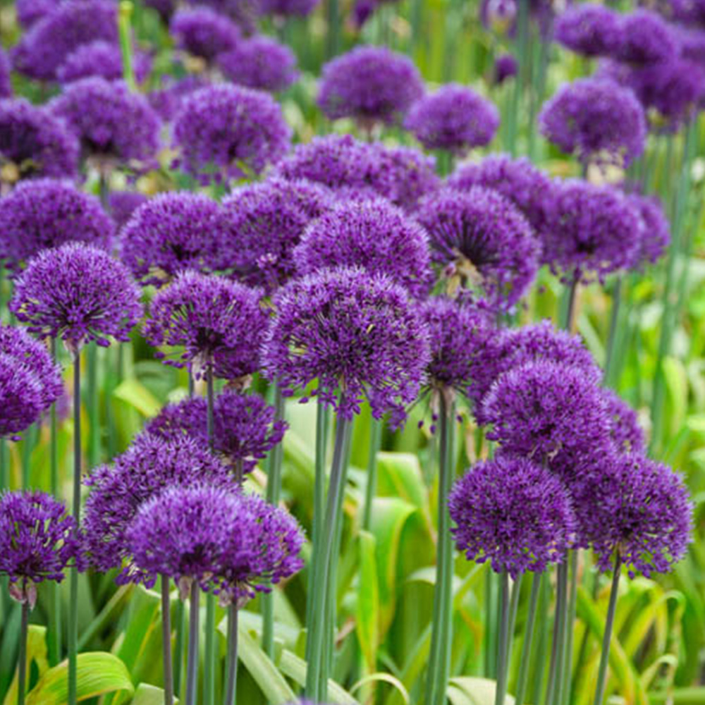 wilko Allium Purple Sensation Planting Bulb 25 Pack Image 2