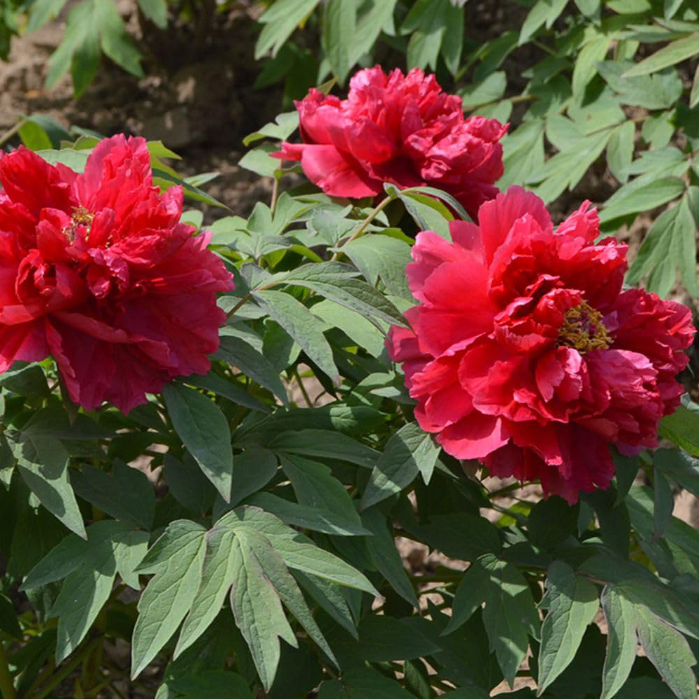 Thompson and Morgan Paeonia Red Peony Tree Pot 12cm 2 Pack Image 2
