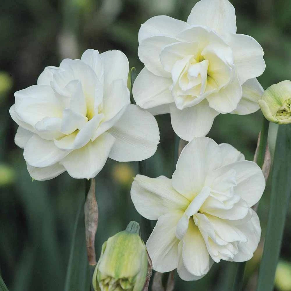 Thompson and Morgan Daffodil Rose of May Improved Spring Planting Bulb 32 Pack Image 5