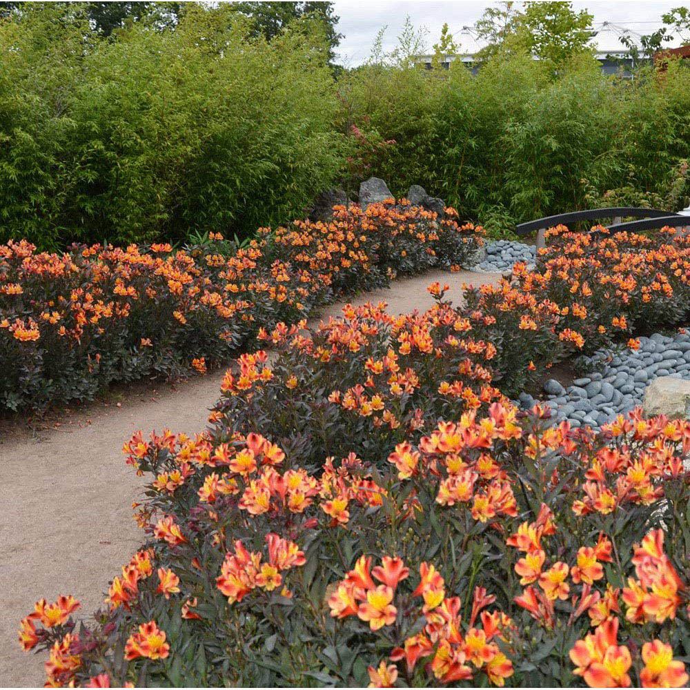 Thompson and Morgan Alstroemeria Indian Summer Jumbo Plug Image 4