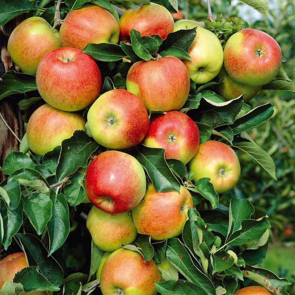 Thompson and Morgan Apple Malus Jonagold M9 Low Stem Rootstock Plant Pot 24cm 2 Pack Image 1