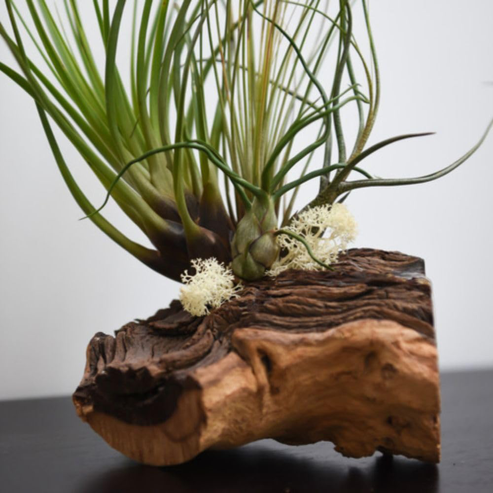 Thompson and Morgan Gift Air Plant on Bog Wood 4 Pack Image 3