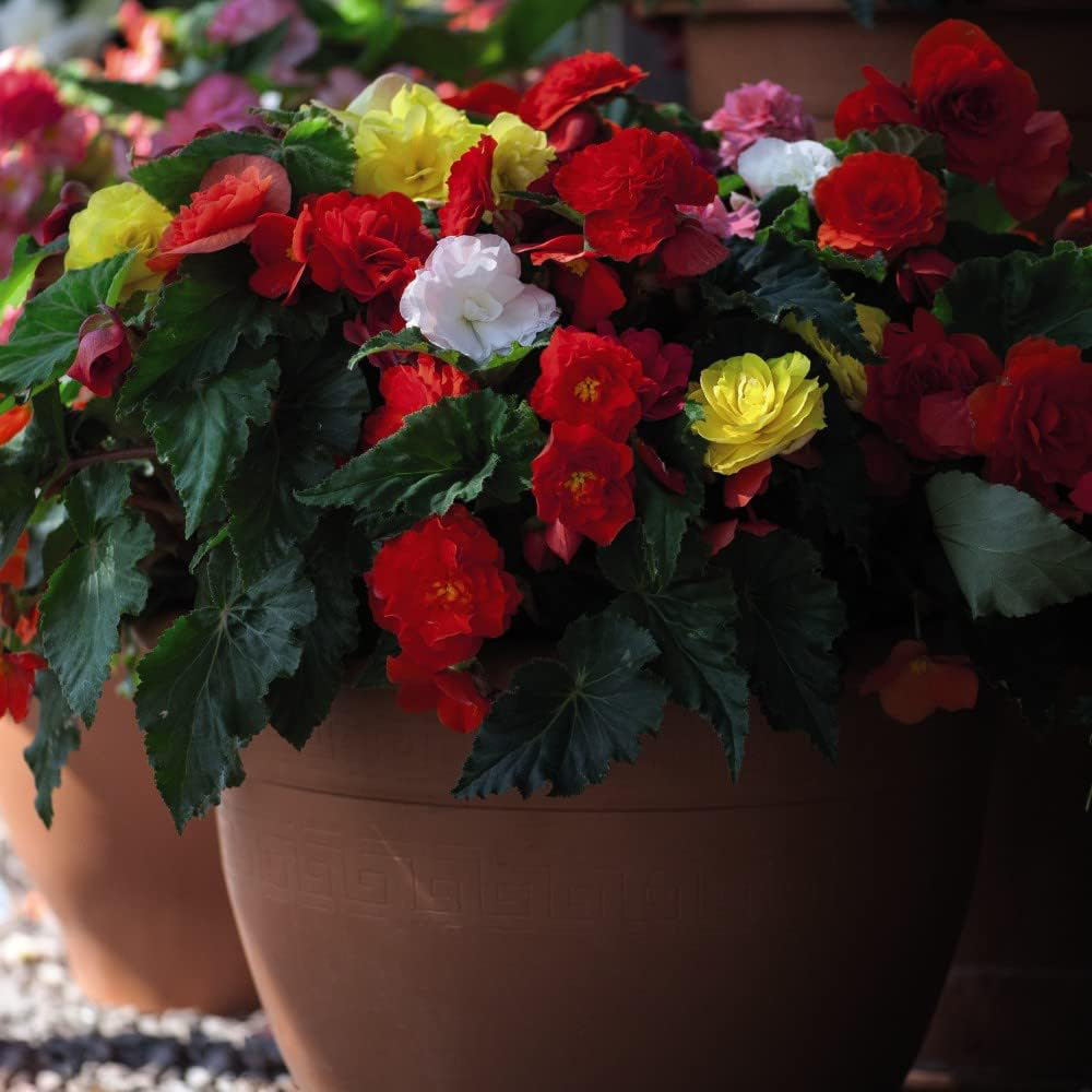 Thompson & Morgan Begonia Nonstop Mixed Tuber 40 Pack Image 4