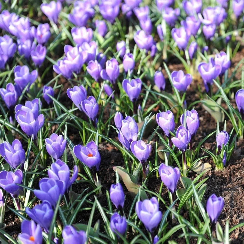 Thompson and Morgan Crocus Grand Maitre Planting Bulb 8 Pack Image 3