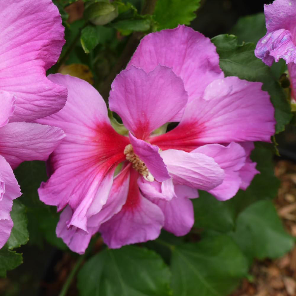 Thompson and Morgan Hibiscus Walbertons Rose Moon Plant Pot 3.6L 2 Pack Image 2