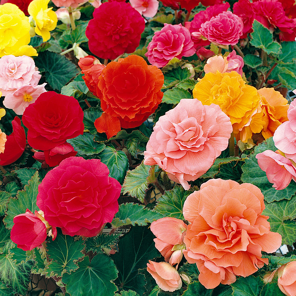 YouGarden Belgian Upright Giant Begonia Tuber 10 Pack Image 2