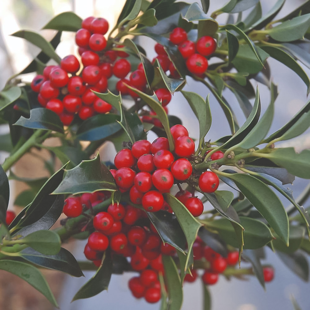 Thompson and Morgan Ilex Aquifolium Alaska Plant Pot 9cm Image 1