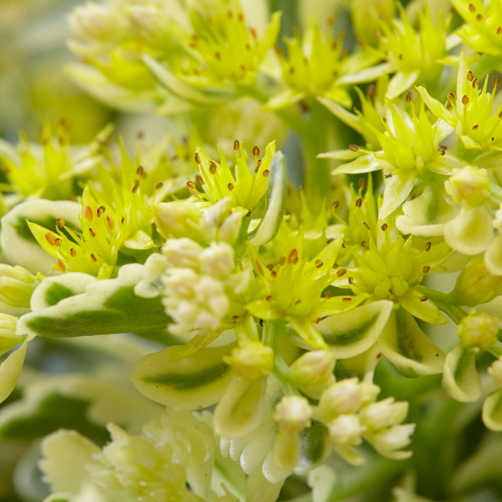Thompson and Morgan Sedum Atlantis Potted Plant 9cm 3 Pack Image 6