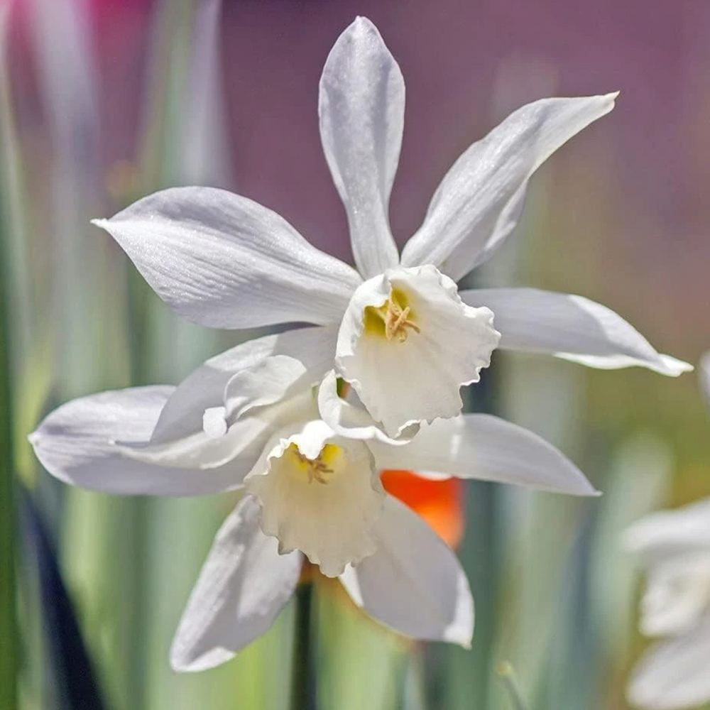 Thompson and Morgan Daffodil Thalia Autumn Planting Bulb 32 Pack Image 1