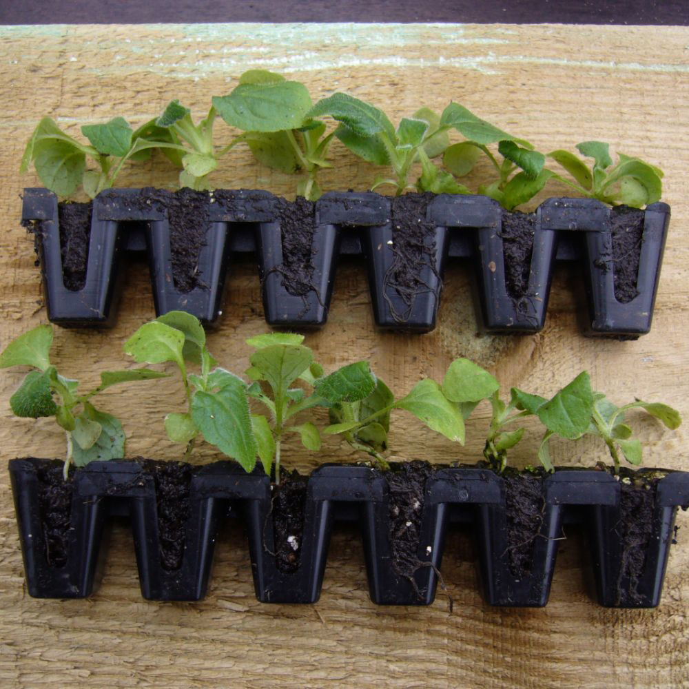 Thompson and Morgan Foxglove Digitalis Dalmatian Mixed Plant Plug 72 Pack Image 5