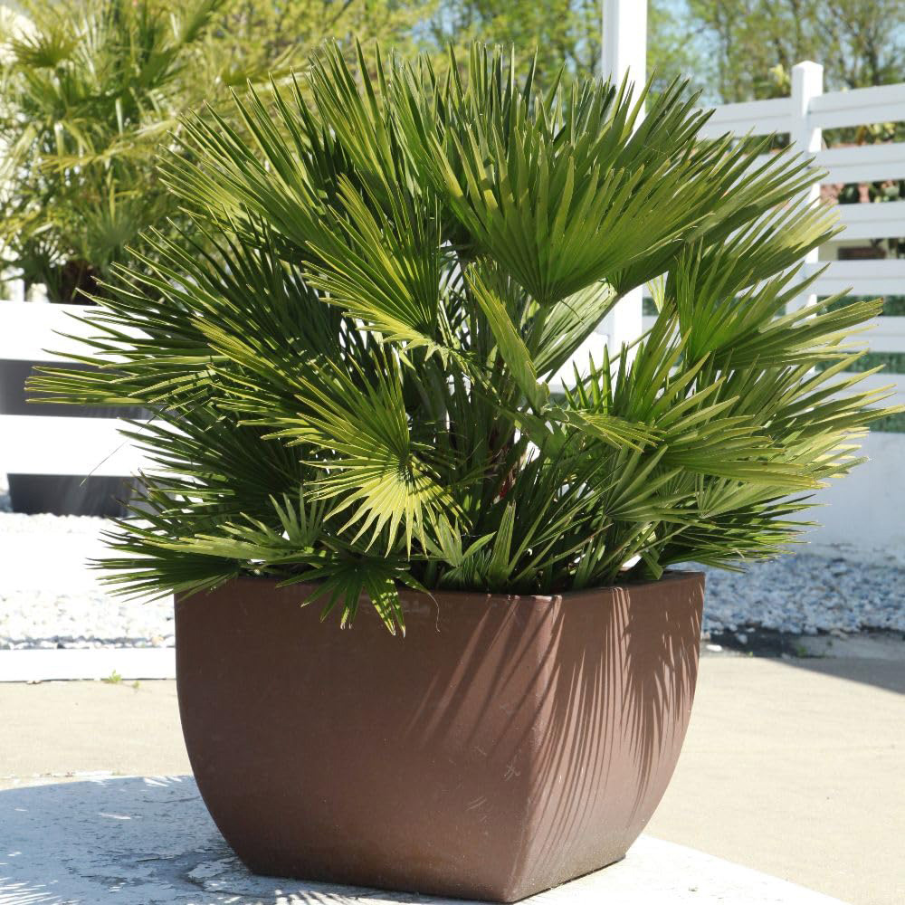 Thompson and Morgan Chamaerops Humilis Vulcano Plant Pot 22cm 2 Pack Image 1
