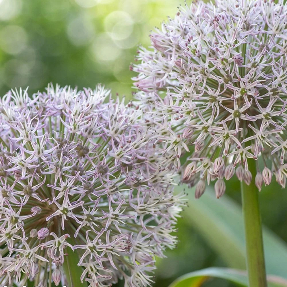 Thompson and Morgan Allium Collection Planting Bulb 200 Pack Image 7