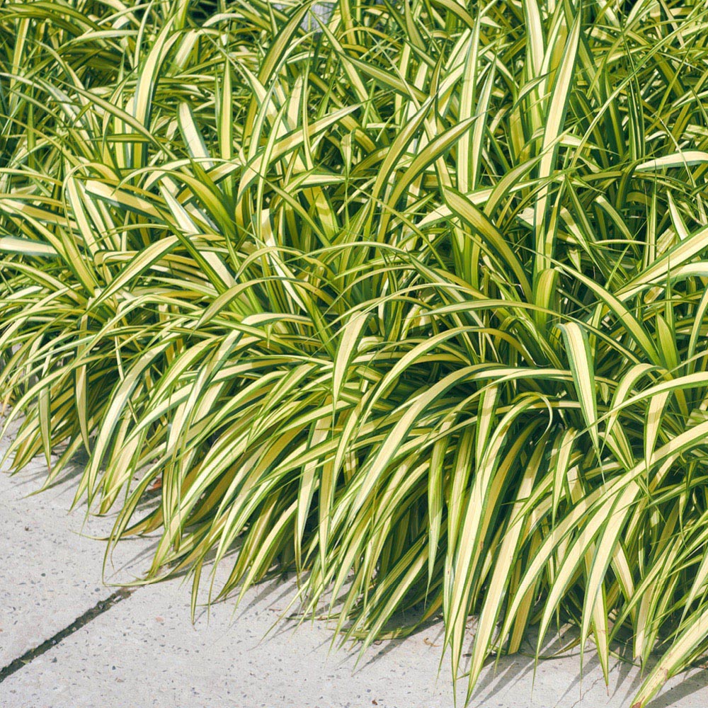 YouGarden Japanese Sedge Grass Carex Evergold Plant Pot 9cm 3 Pack Image 2
