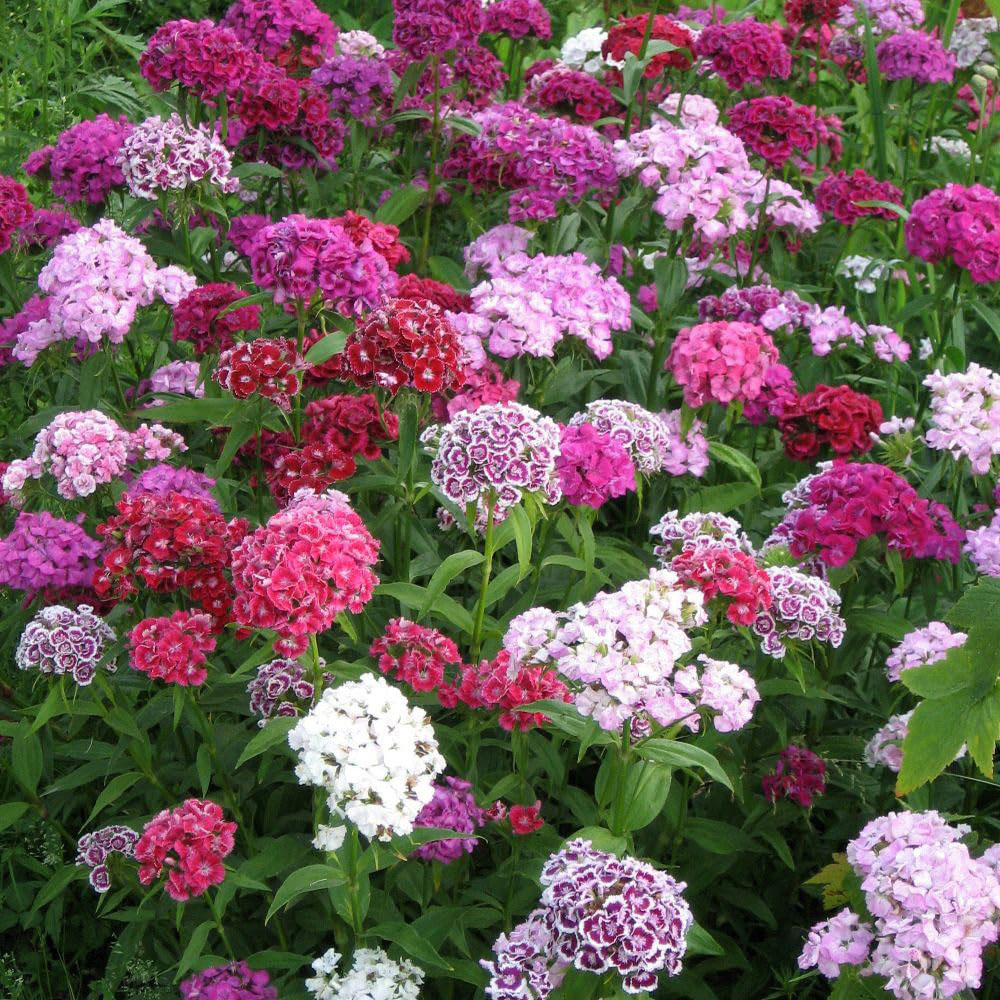 Thompson and Morgan Organic Dianthus Barbatus Volcano Mixed Seed Packet Image 2