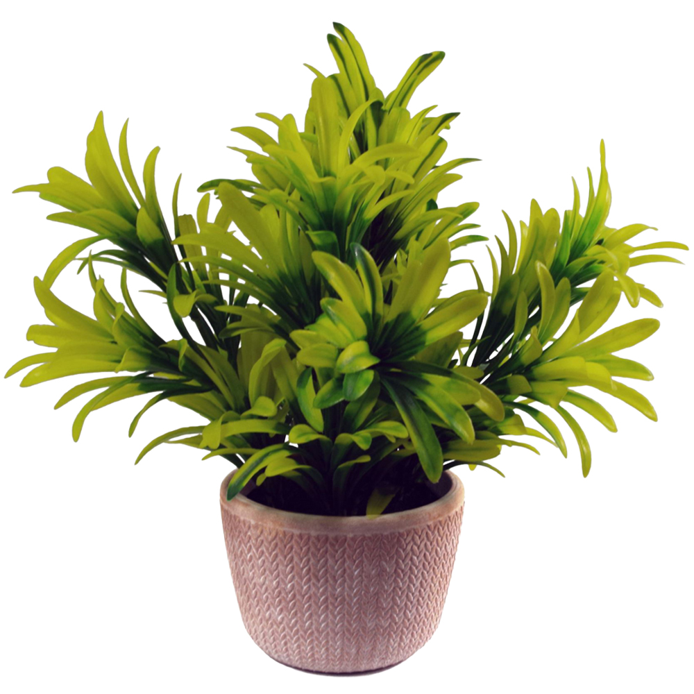 Leaf Light Green Honey Plant in Terracotta Pot 22cm Image 1
