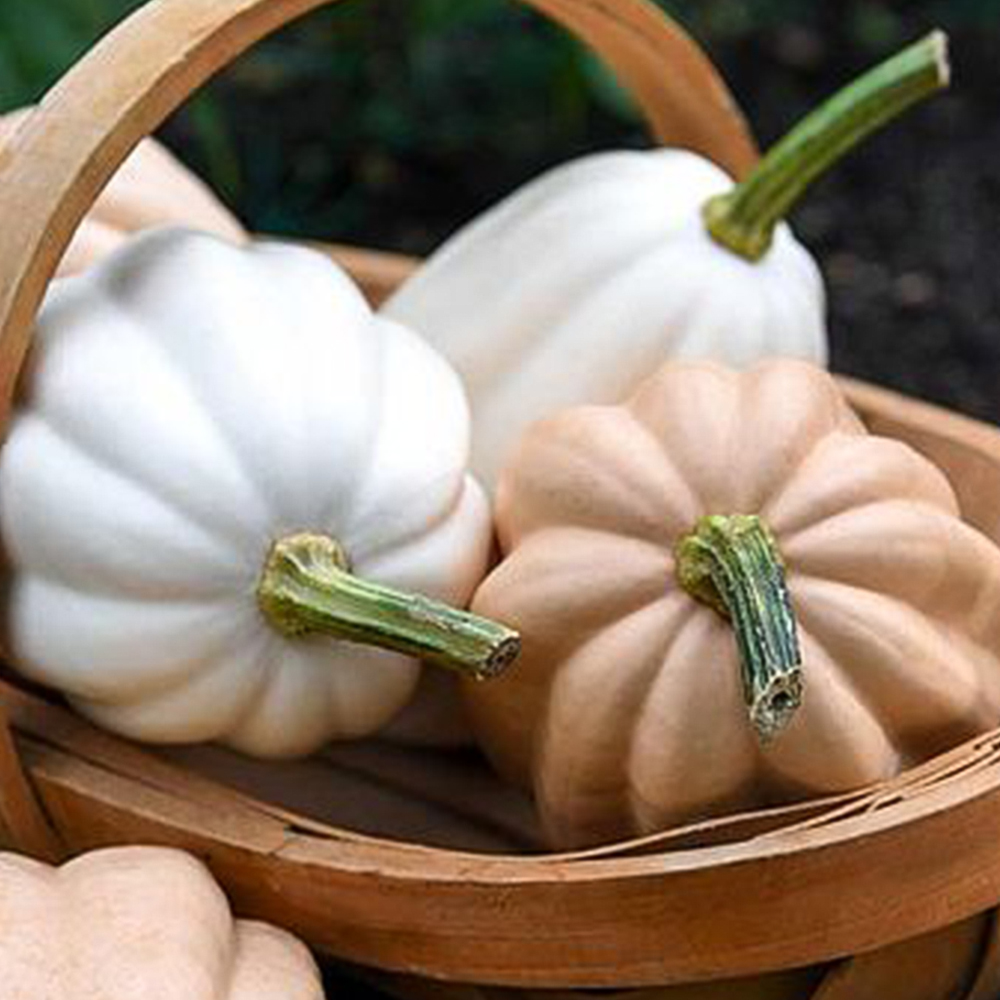 Thompson & Morgan Squash Potato Duo Seeds Image 1
