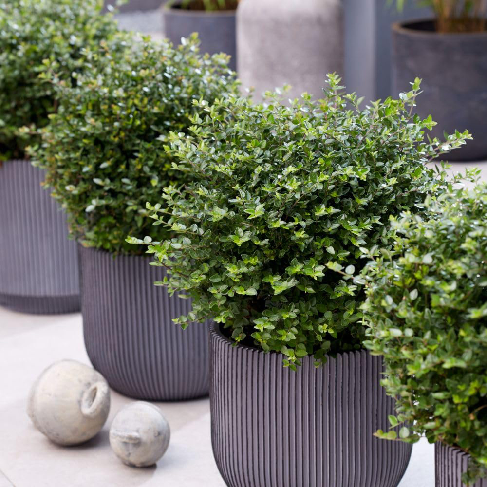 Thompson and Morgan Lonicera Nitida Garden Clouds Copper Glow Plant Pot 3L Image 2