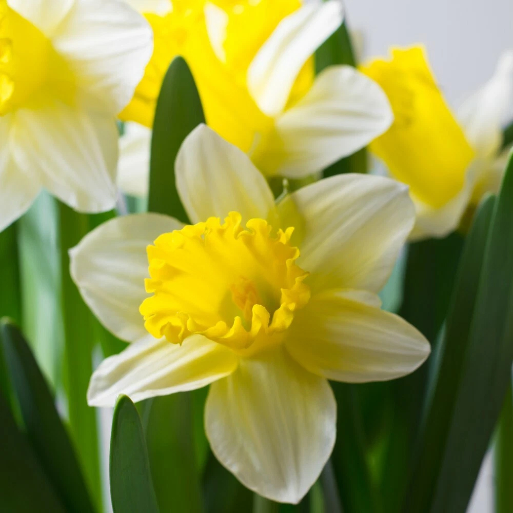 Thompson and Morgan Daffodil Topolino Autumn Planting Bulb 20 Pack Image 5
