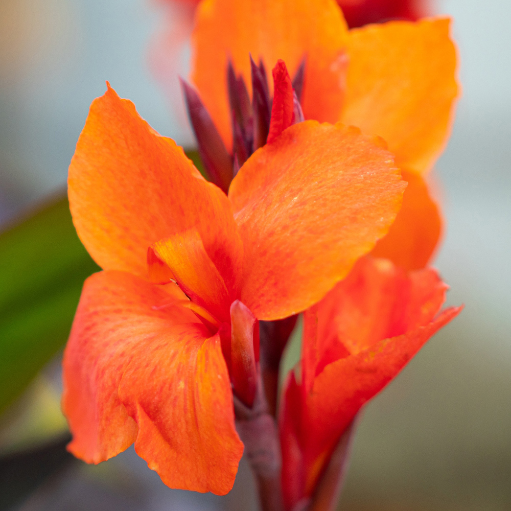 Thompson and Morgan Canna Cannova Trio Plant Pot 9cm 3 Pack Image 4
