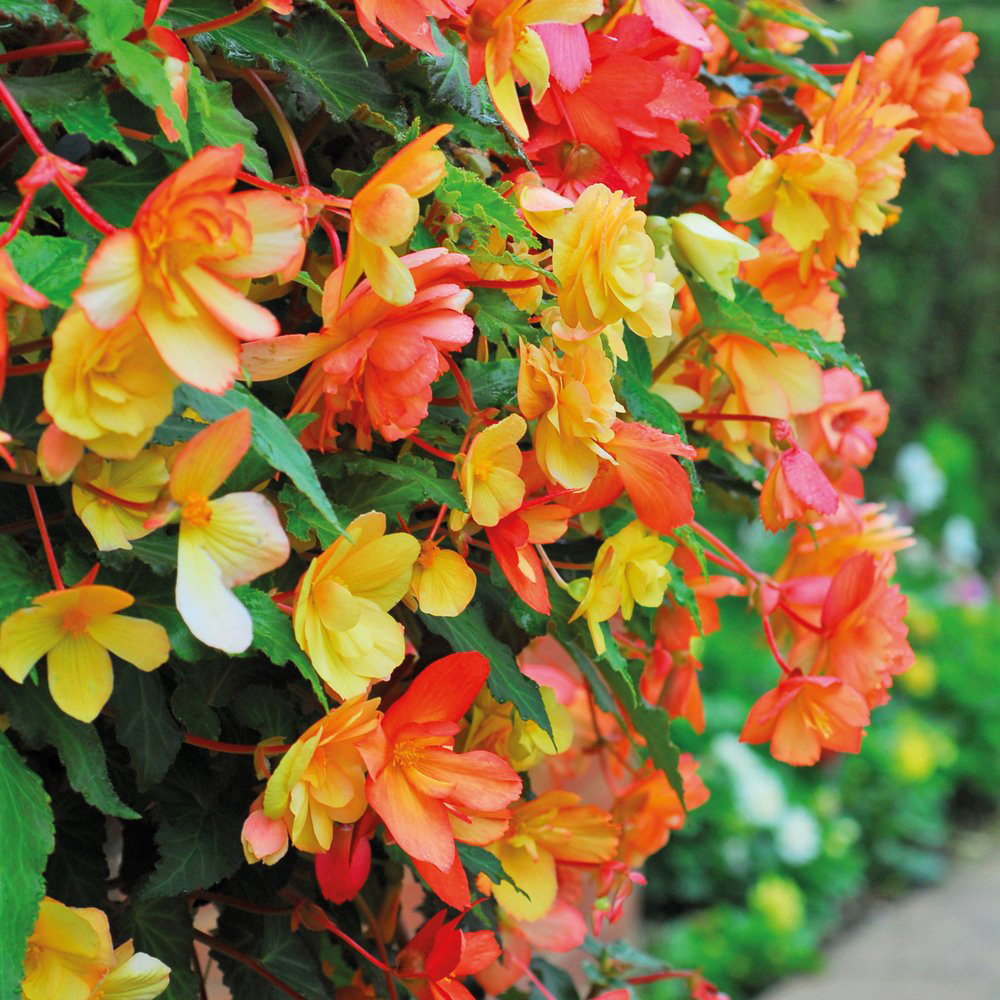Thompson and Morgan Begonia Tubers 10 Pack with Hanging Basket 2 Pack and Incredicompost 25L Image 2