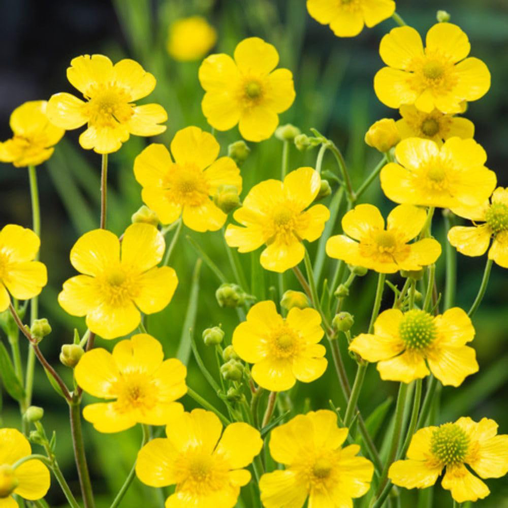 Thompson and Morgan Ranunculus Flammula Plant Pot 9cm 3 Pack Image 1