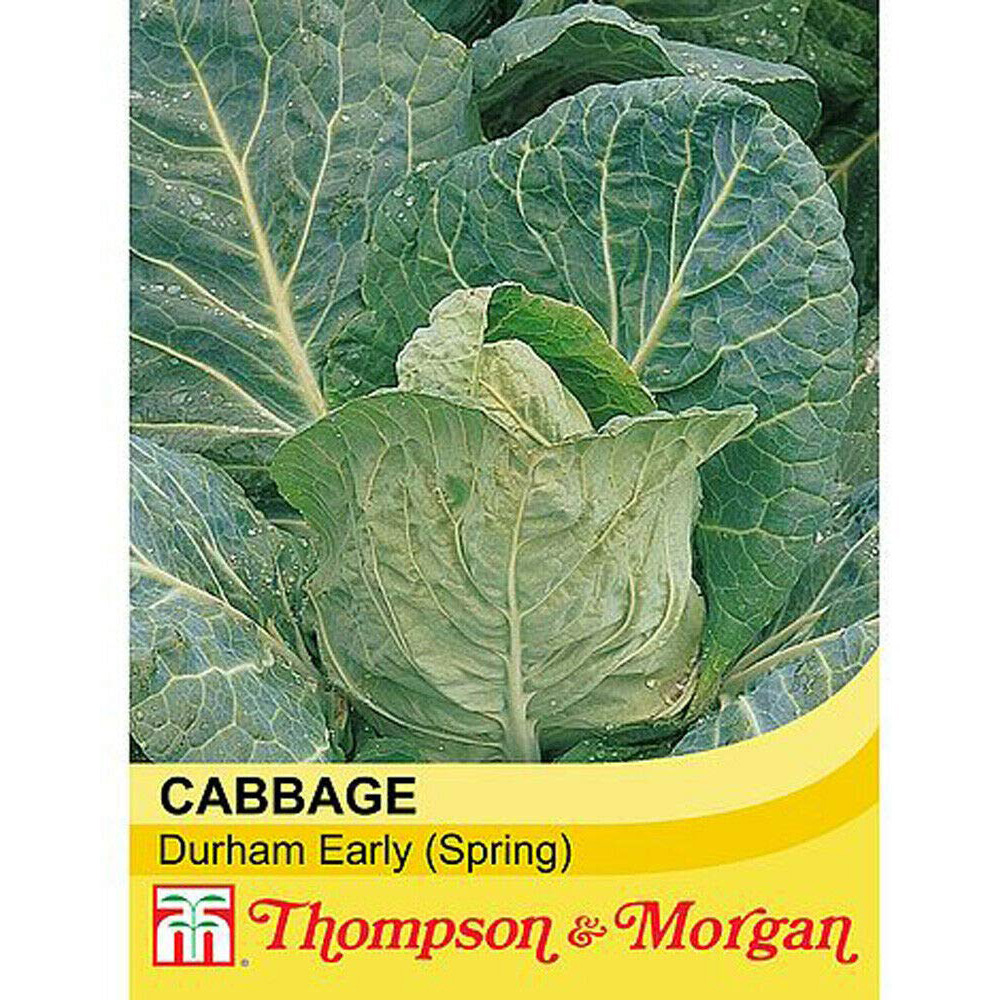 Thompson & Morgan Cabbage Durham Early Seeds Image 2