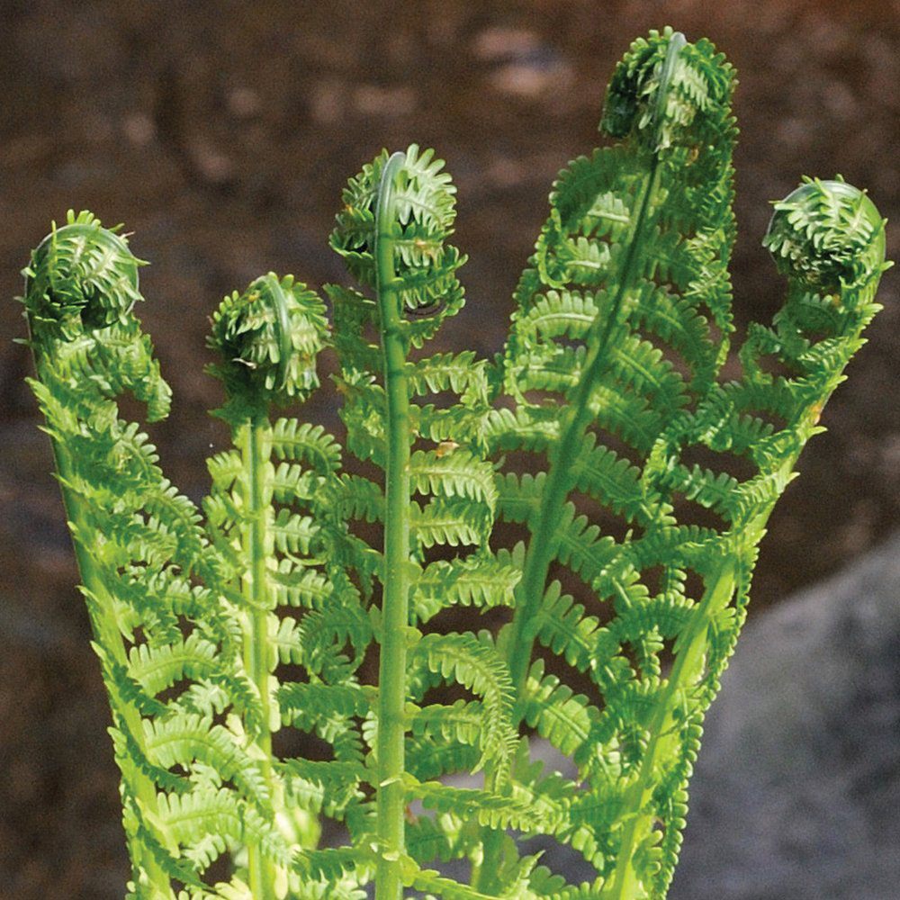 Thompson and Morgan Shuttlecock Fern Plant Pot 9cm Image 4