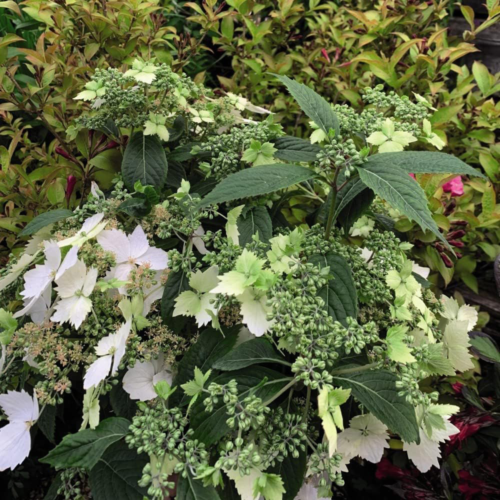 Thompson and Morgan Hydrangea Cloud Nine Plant Pot 9cm 2 Pack Image 2