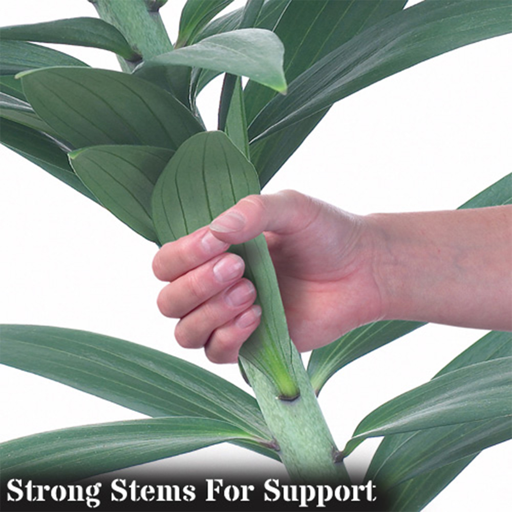 YouGarden Matisse Skyscraper Lily Bulb 3 Pack Image 2