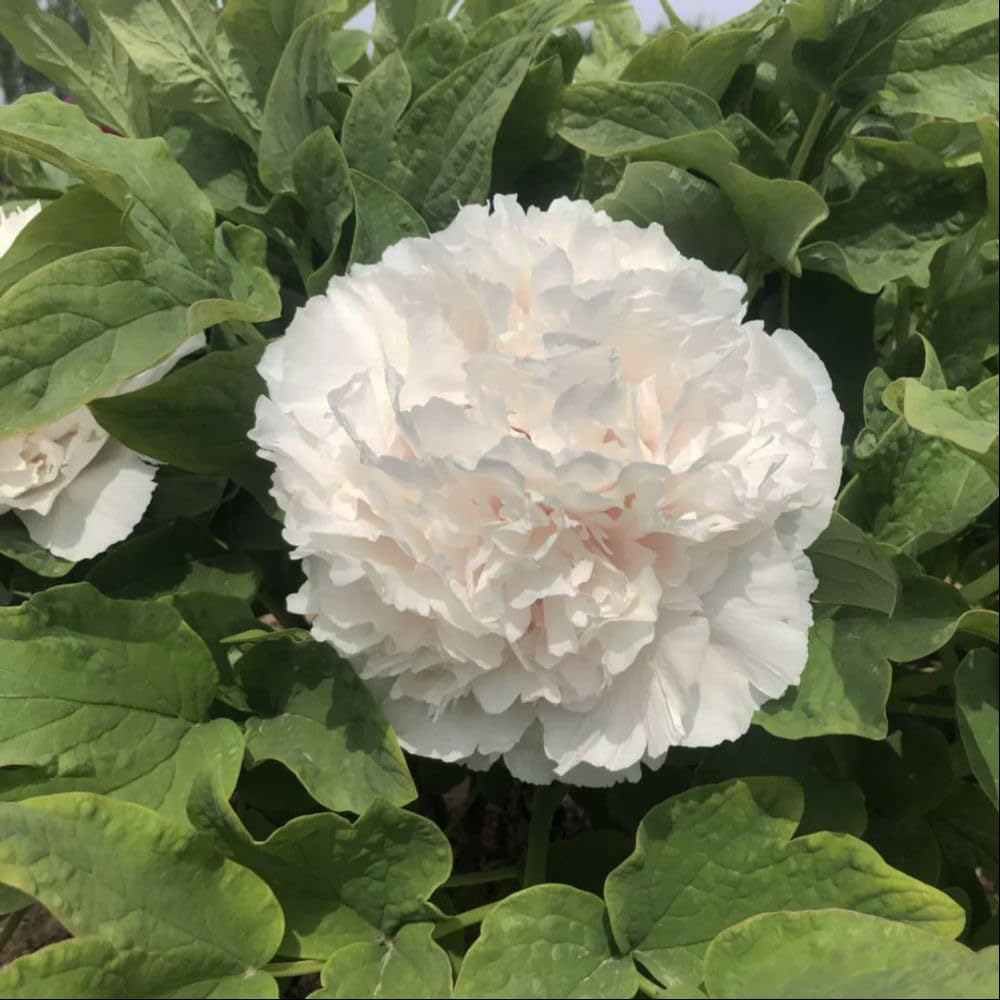 Thompson and Morgan Paeonia White Peony Tree Pot 12cm 2 Pack Image 2