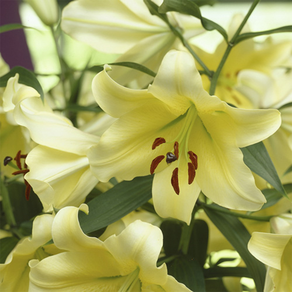 YouGarden Manissa Skyscraper Lily Bulb 3 Pack Image 1