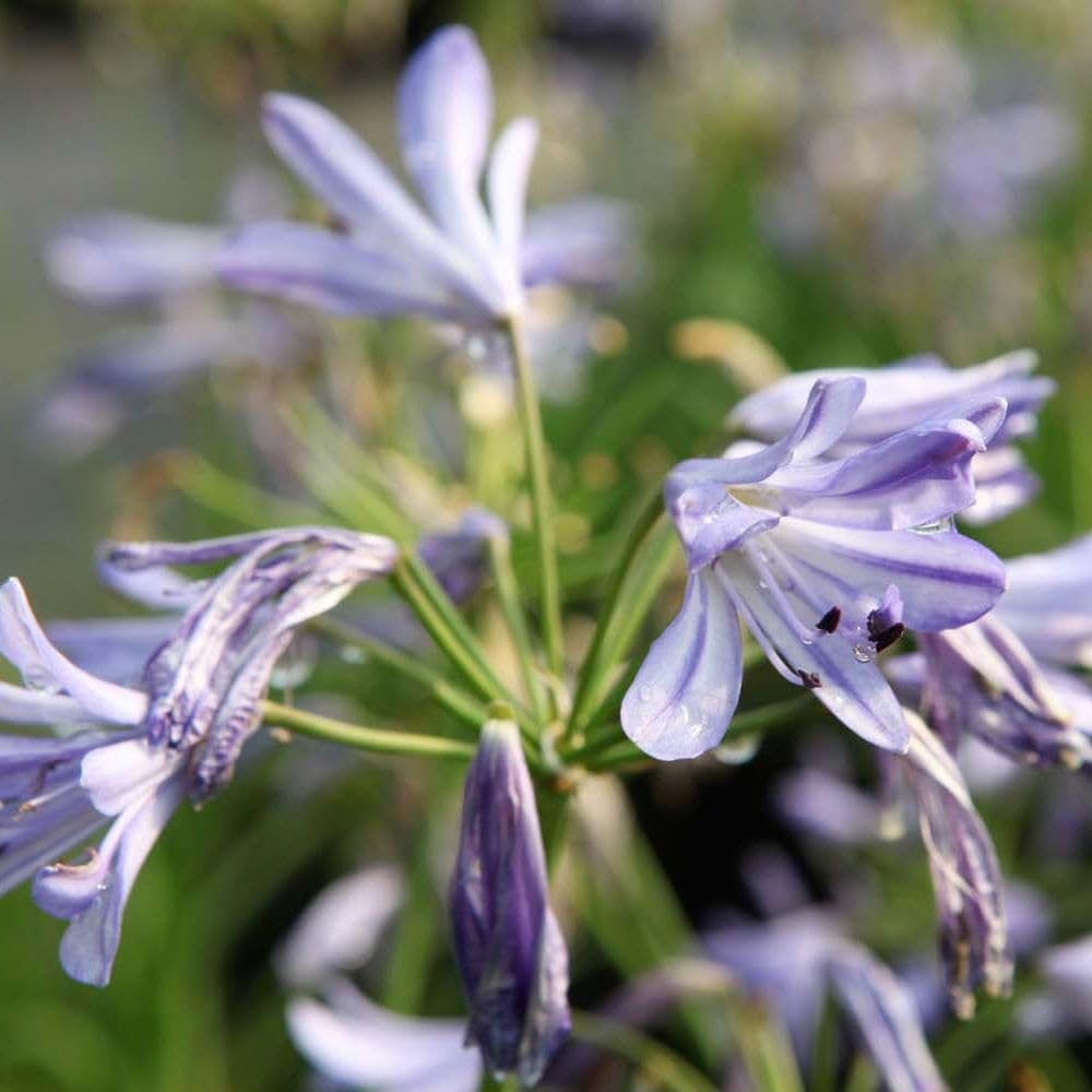 Thompson & Morgan Agapanthus Umbellatus Seastorm Plant Pot 10L Image 4