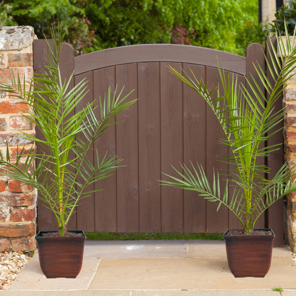 wilko Canary Island Date Palm Plant 2 Pack Image 1