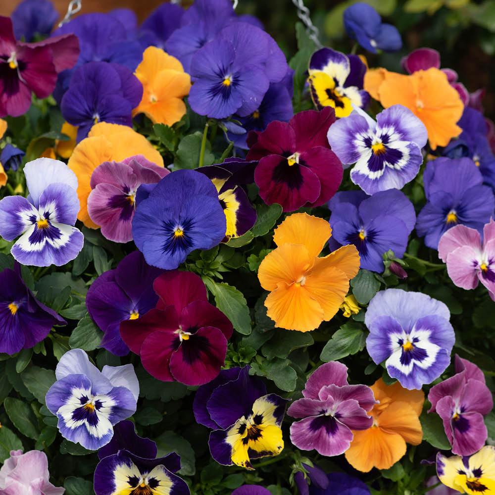 YouGarden Pansy Top Wave Hanging Baskets 25cm 2 Pack Image 3