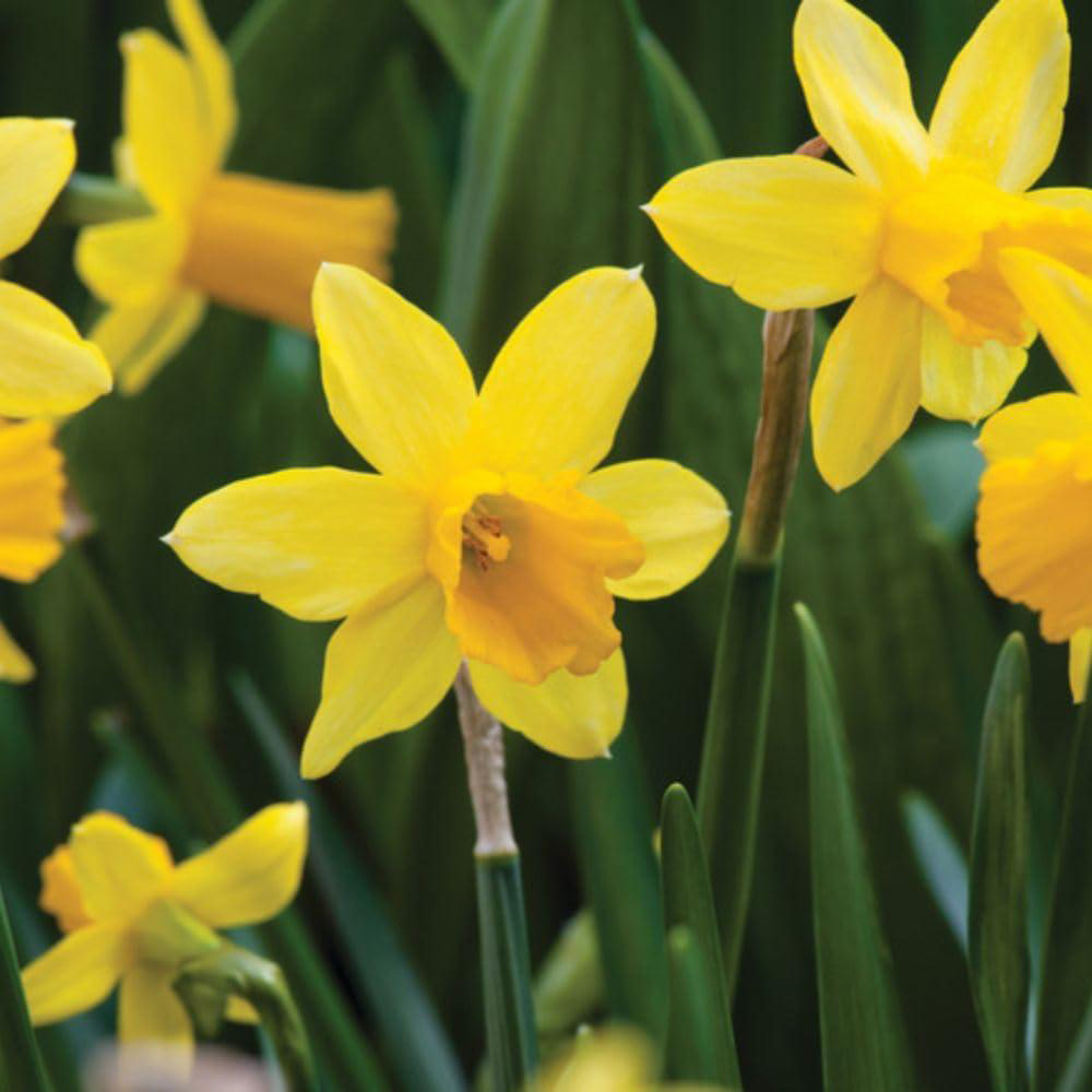Thompson and Morgan Christmas Gift Narcissus Tete A Tete Plant in Bowl 17cm Image 4