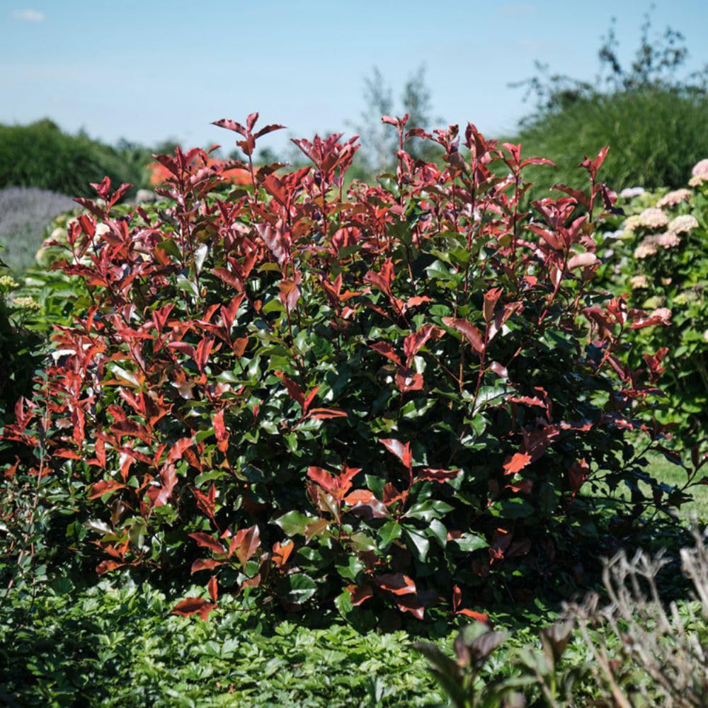 Thompson and Morgan Photinia x Fraseri Magical Volcano Plant Pot 9cm Image 6