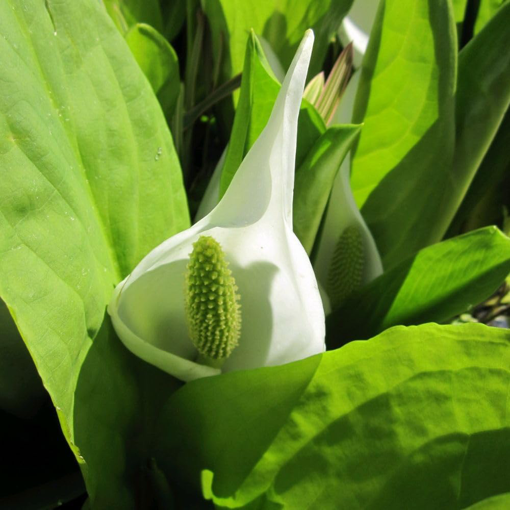 Thompson and Morgan Lysichiton Camtschatcensis Plant Pot 9cm 2 Pack Image 1