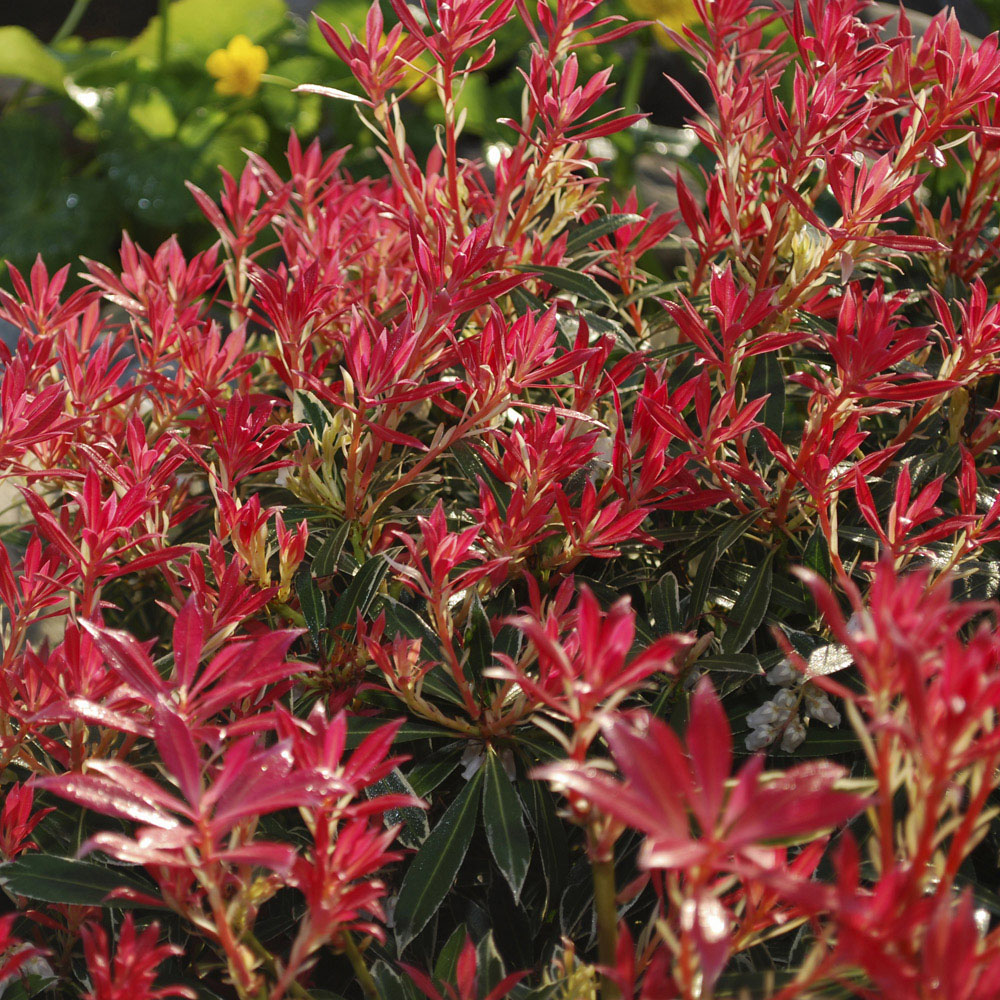 YouGarden Pieris Collection Plant Pot 9cm 3 Pack Image 1