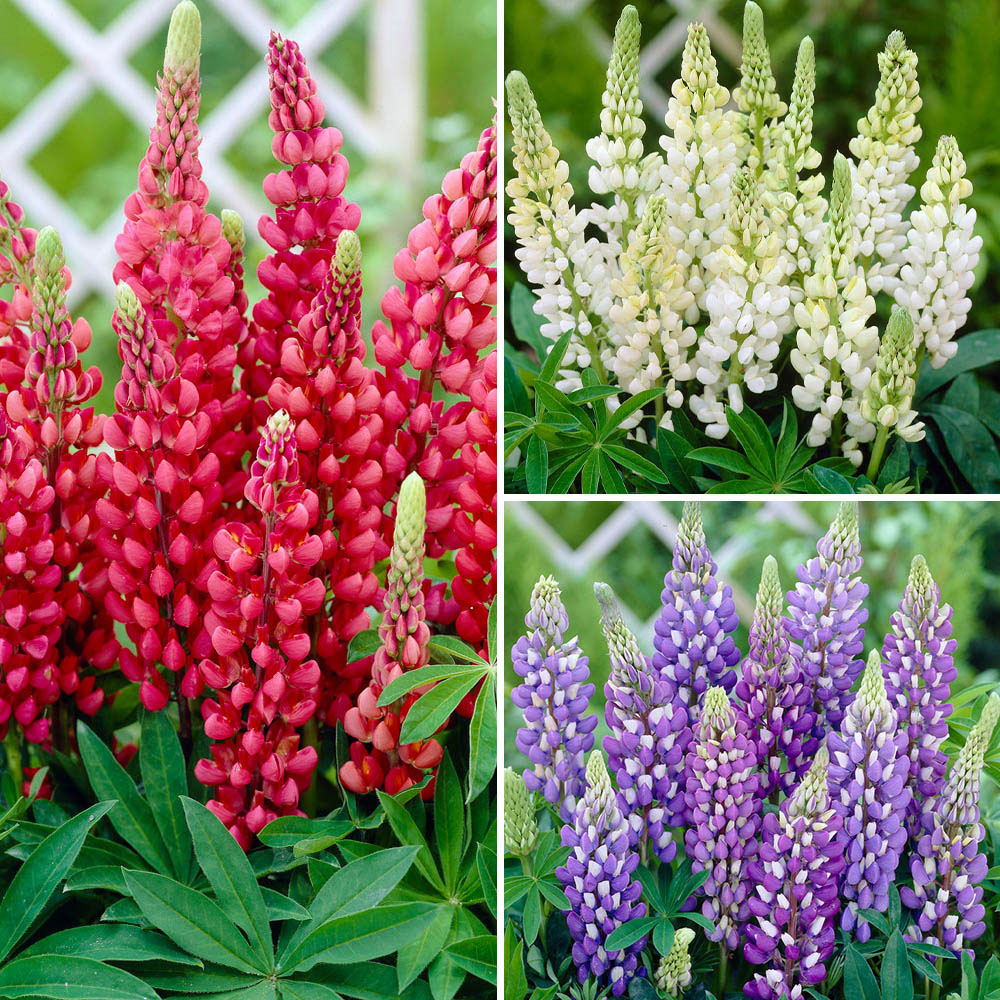 YouGarden Lupin Gallery Collection 3 Pack Image 1
