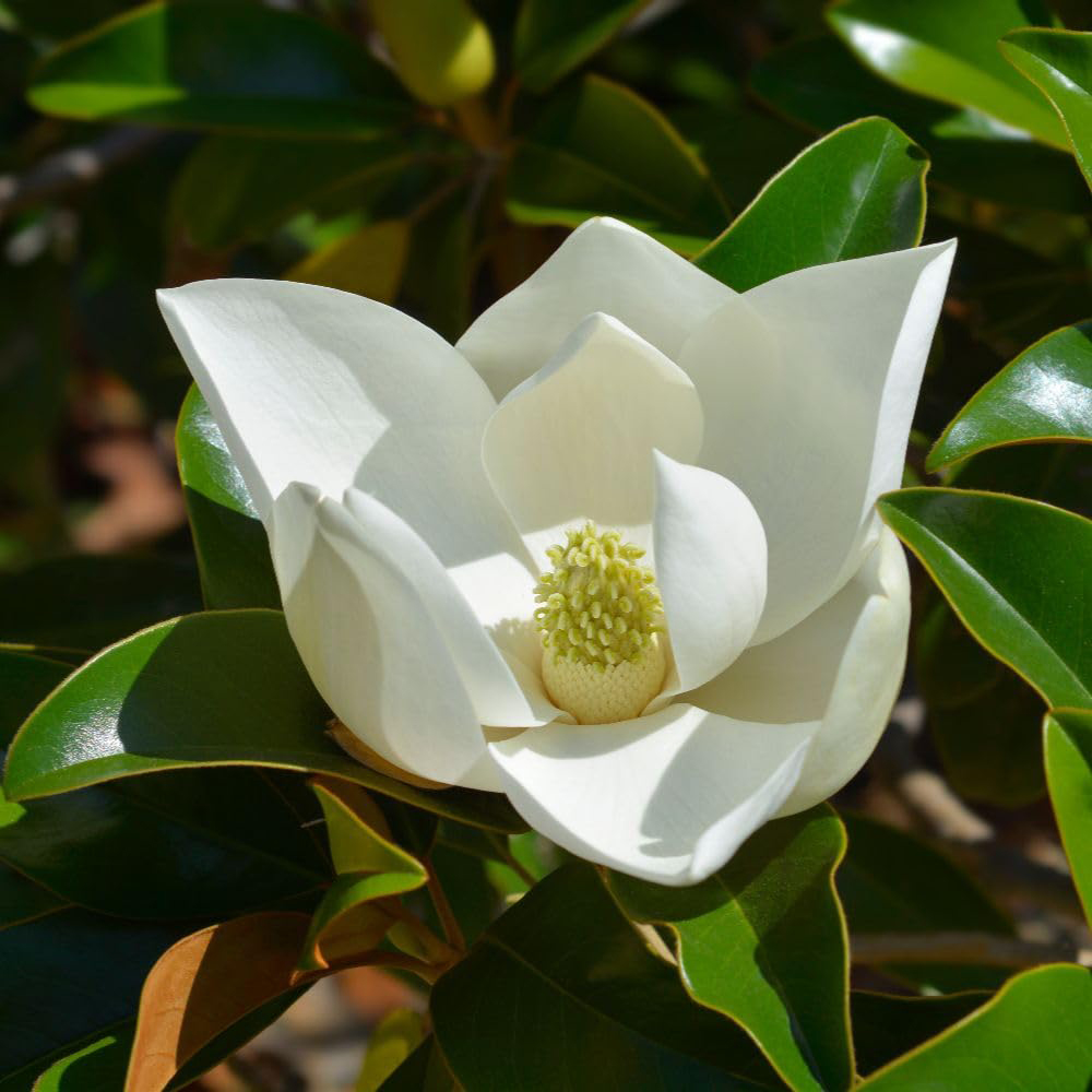 Thompson and Morgan Magnolia Grandiflora Little Gem Plant Pot 2L 2 Pack Image