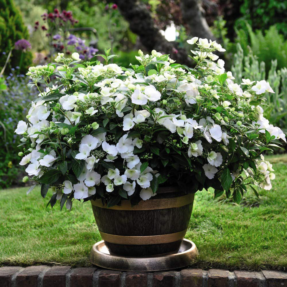 Thompson and Morgan Hydrangea Runaway Bride Plant Pot 13cm 2 Pack Image 3