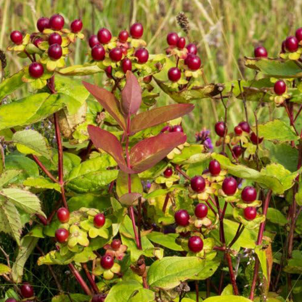 Thompson and Morgan Hypericum Orange Flair Potted Plant 9cm 3 Pack Image 1