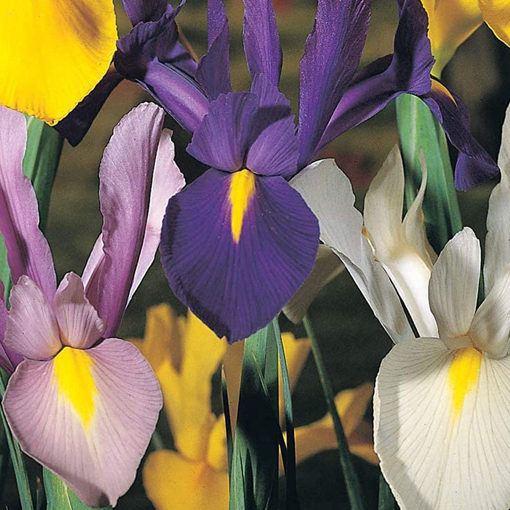 Thompson and Morgan Iris Dutch Mixed Bulbs Size 06/07 200 Pack Image 1