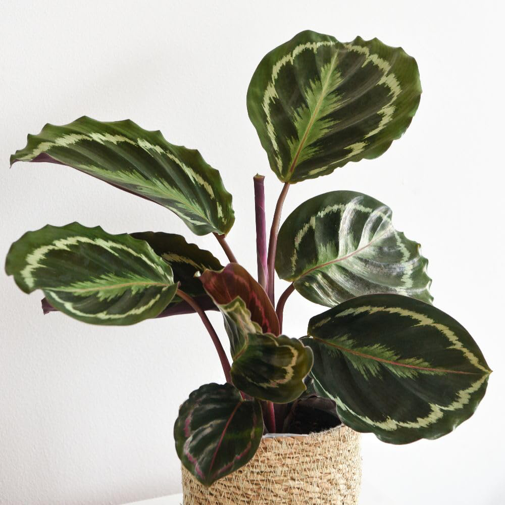 Thompson and Morgan Calathea Roseopicta Medallion Plant Pot 19cm 2 Pack Image 2