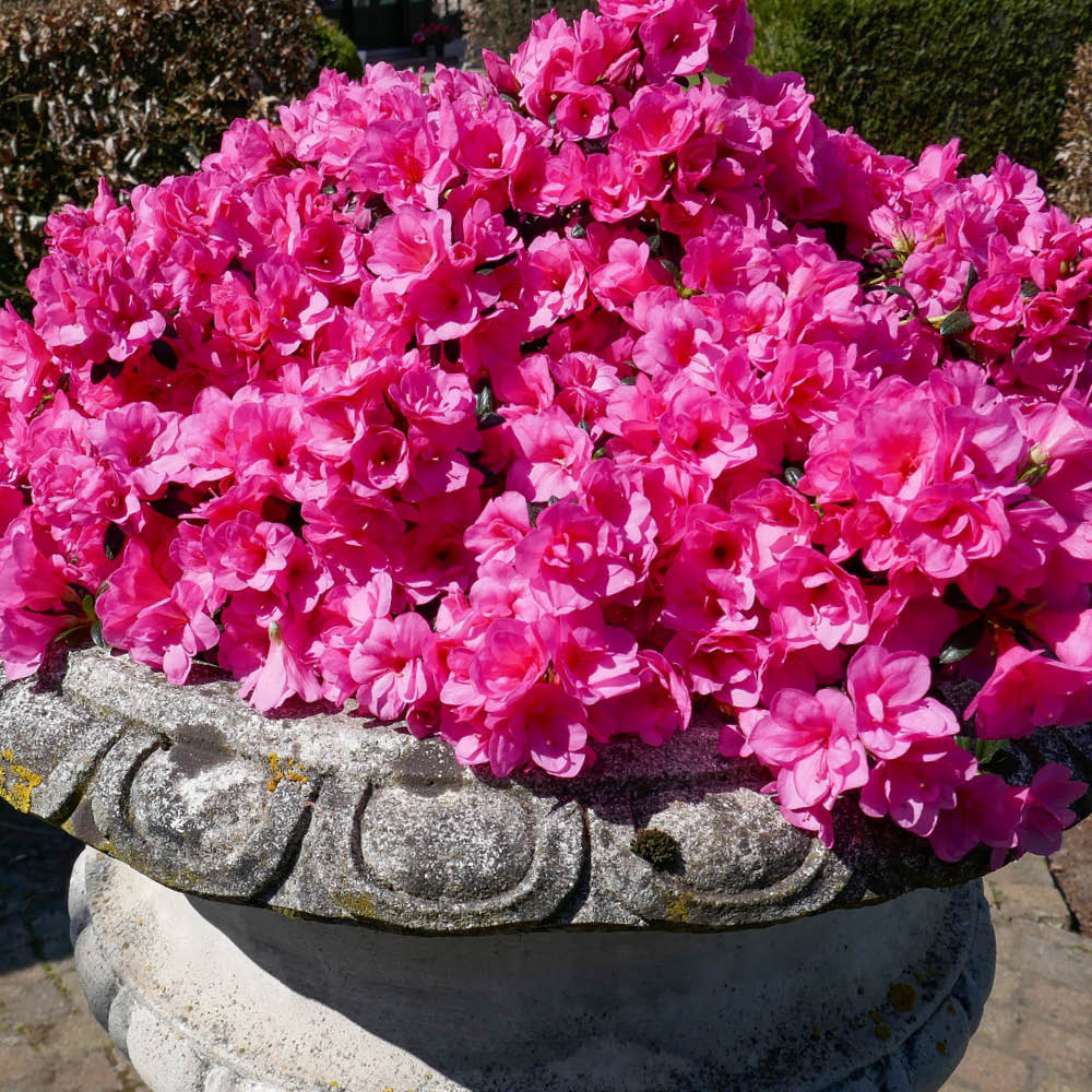 YouGarden Azalea Cascadula Bright Fuchsia Plant Pot 19cm Image 2