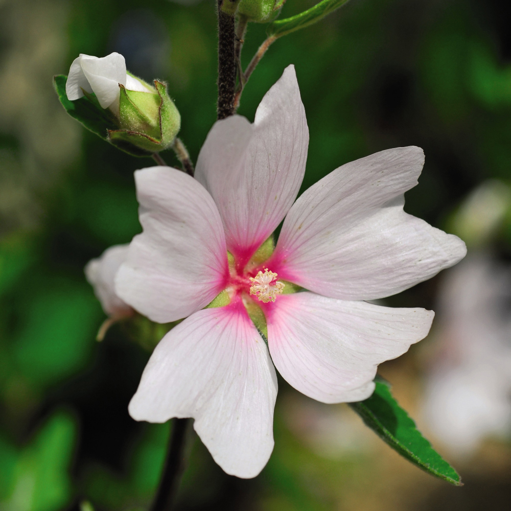 Thompson and Morgan Lavatera Barnsley Baby Plant Pot 9cm 2 Pack Image 2