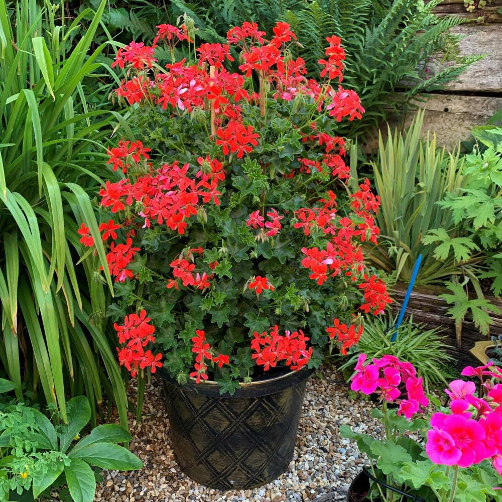 Thompson and Morgan Geranium Peltatum Red Plant Pot 10.5cm Image 2