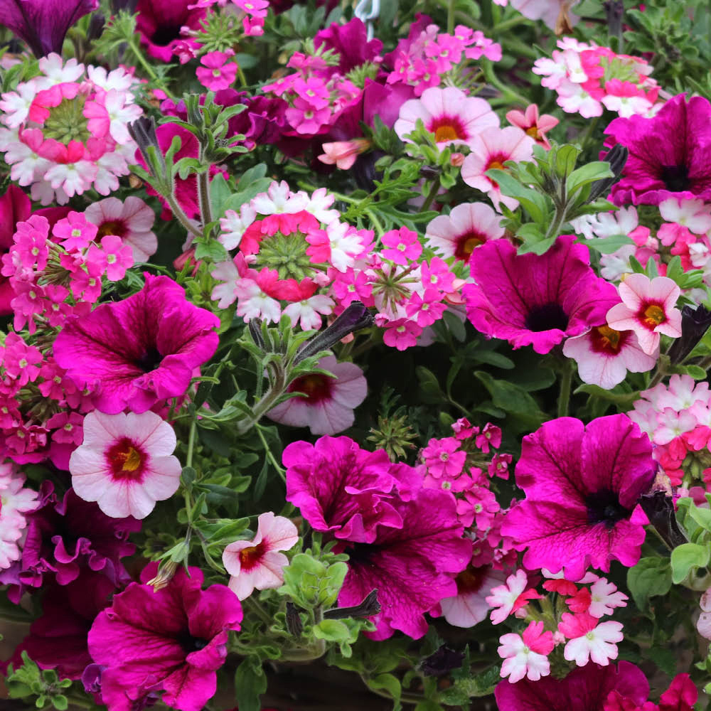 YouGarden Preplanted Eton Mess Hanging Basket 25cm 2 Pack Image 1